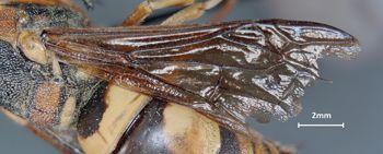 Media type: image;   Entomology 29748 Aspect: Wing front
